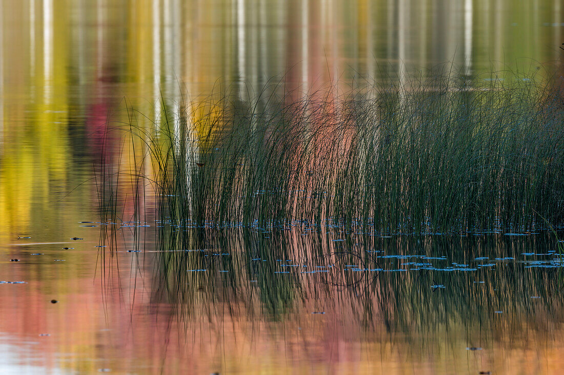 Schilf und abstrakte Spiegelung der Herbstfarben auf dem Council Lake, Obere Halbinsel von Michigan, Hiawatha National Forest