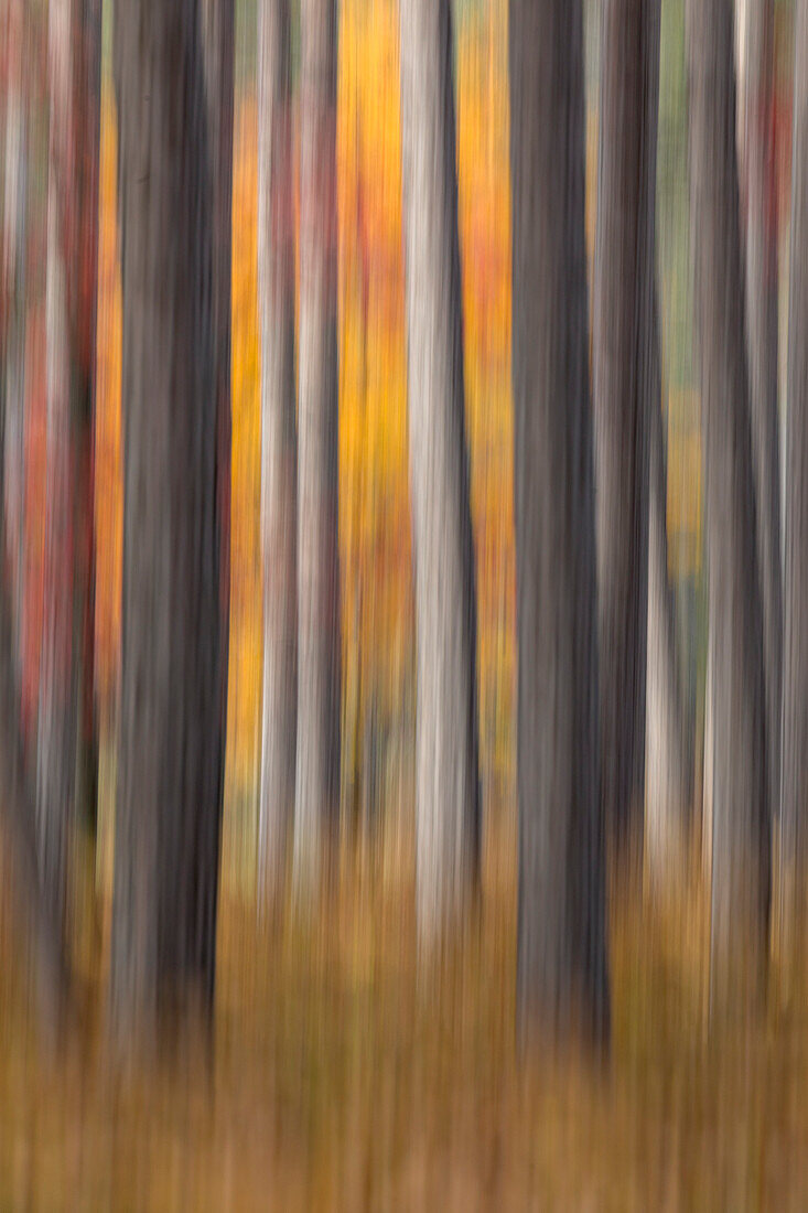 Abstrakt verschwommene Baumstämme und Herbstlaub, Hiawatha National Forest, Upper Peninsula, Michigan