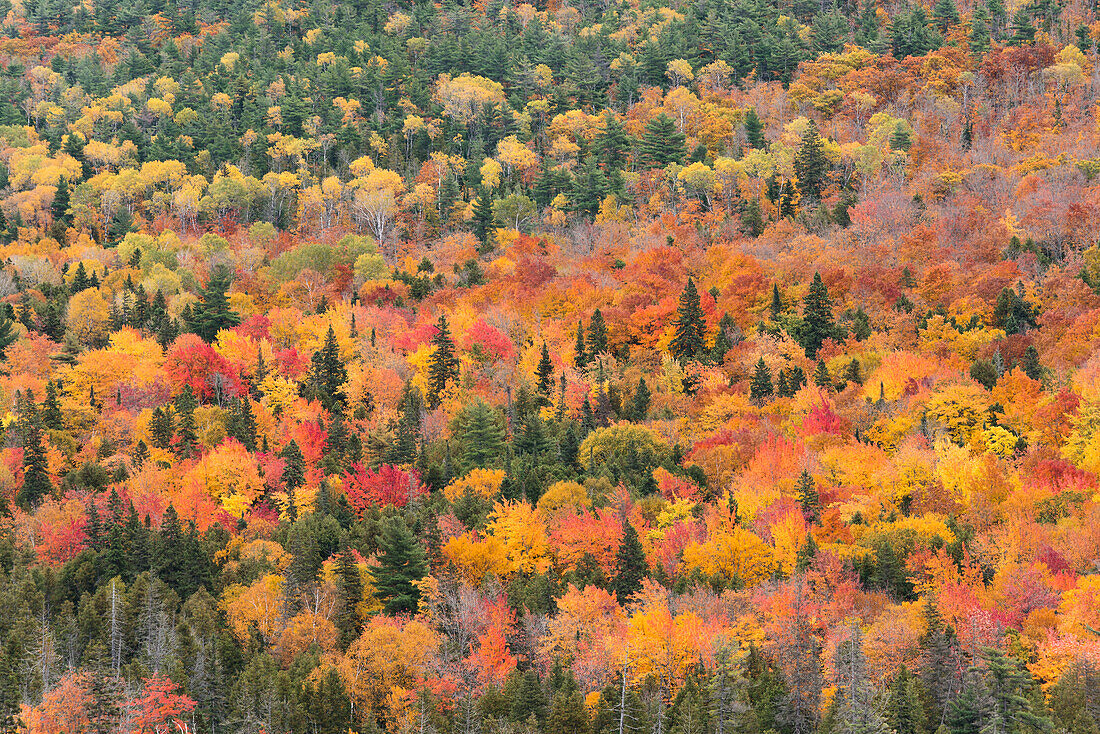 USA, Michigan. Autumn foliage viewed from Brockway Summit Drive in the Keweenaw Peninsula.