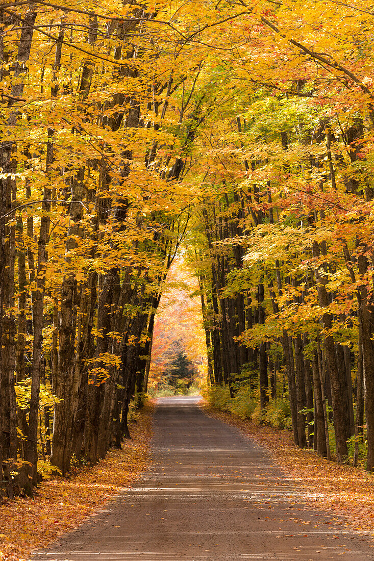 USA, Michigan. Die Bäume entlang der Cathedral Road bilden eine kathedralenartige Form über dem Kopf.