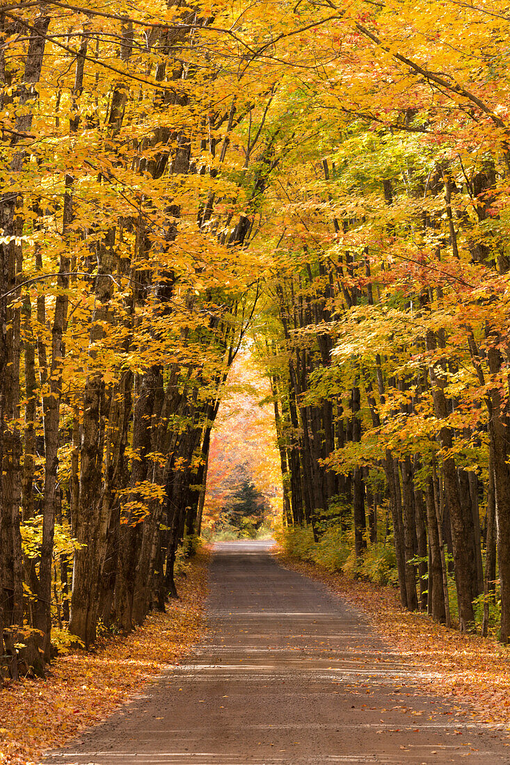 USA, Michigan. Trees lining Cathedral Road form a cathedral like shape overhead.