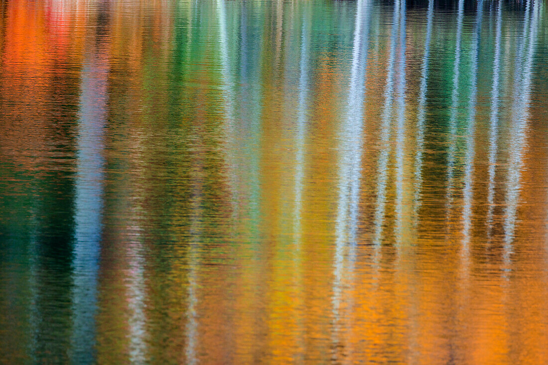 Birch trees artistically reflect into small lake with autumn color near Marquette, Michigan USA