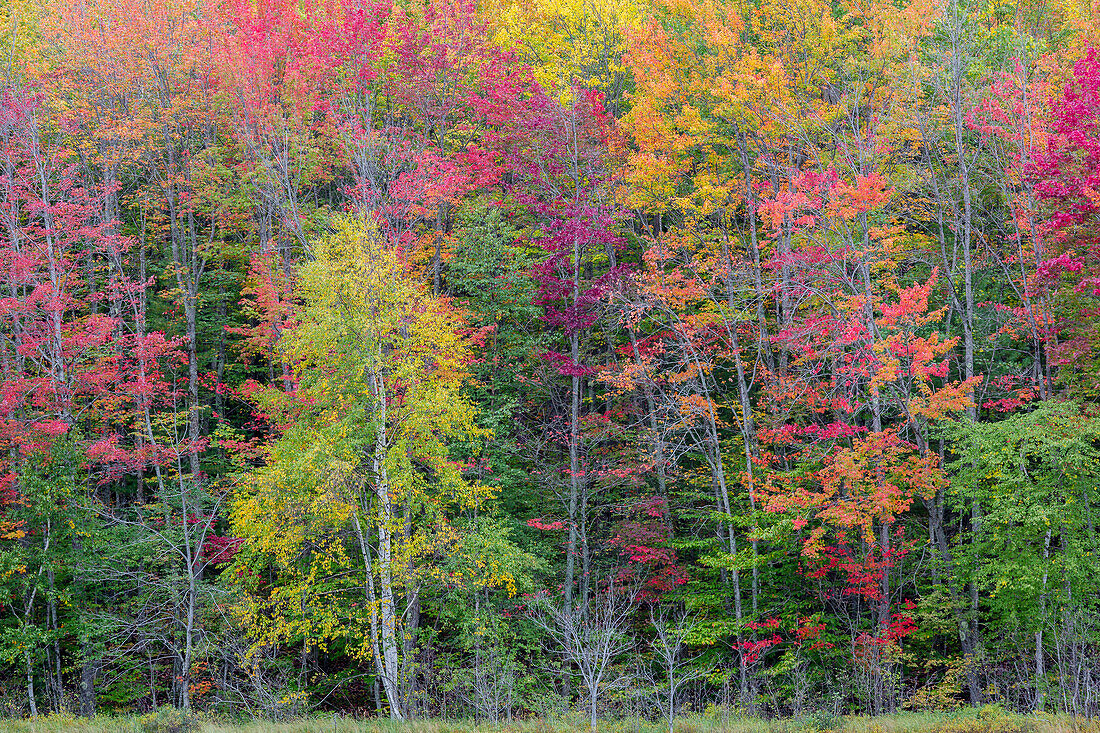 Thornton Lake in Herbstfärbung, Alger County, Michigan.