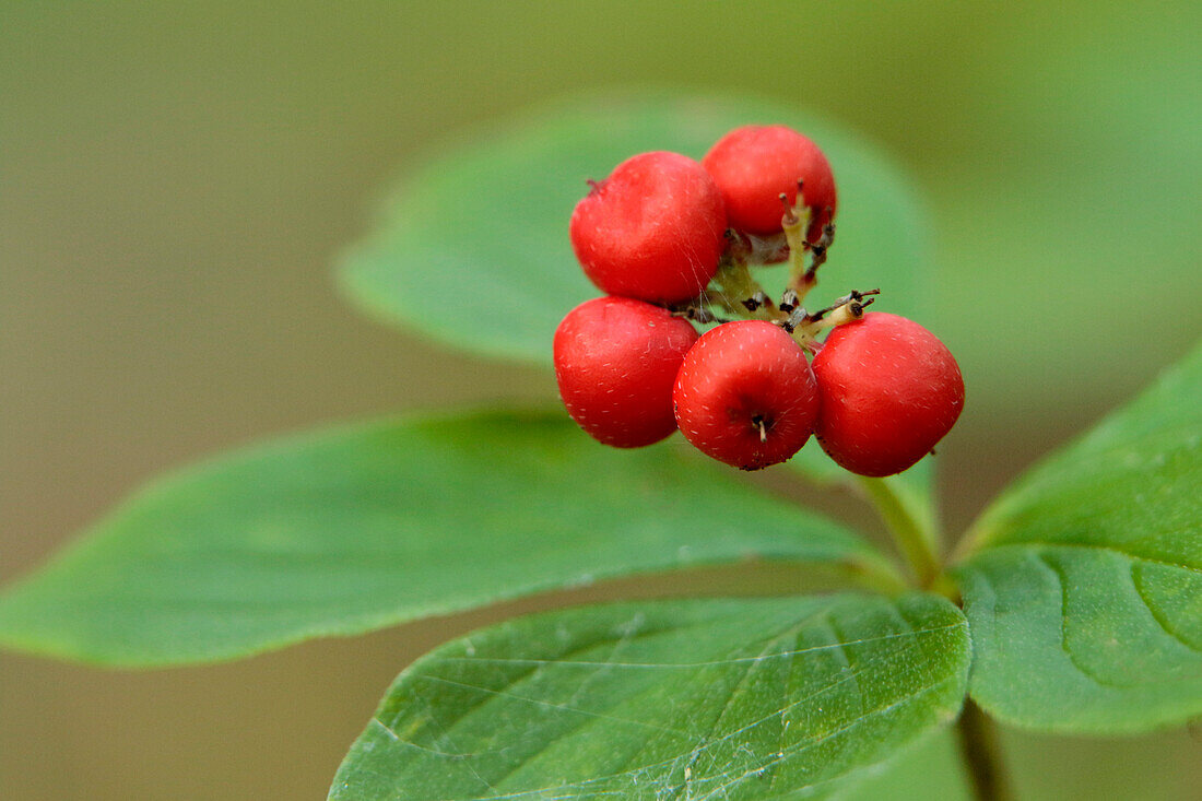 Bunchberry, Cornus canadensis, Banning State Park, Minnesota