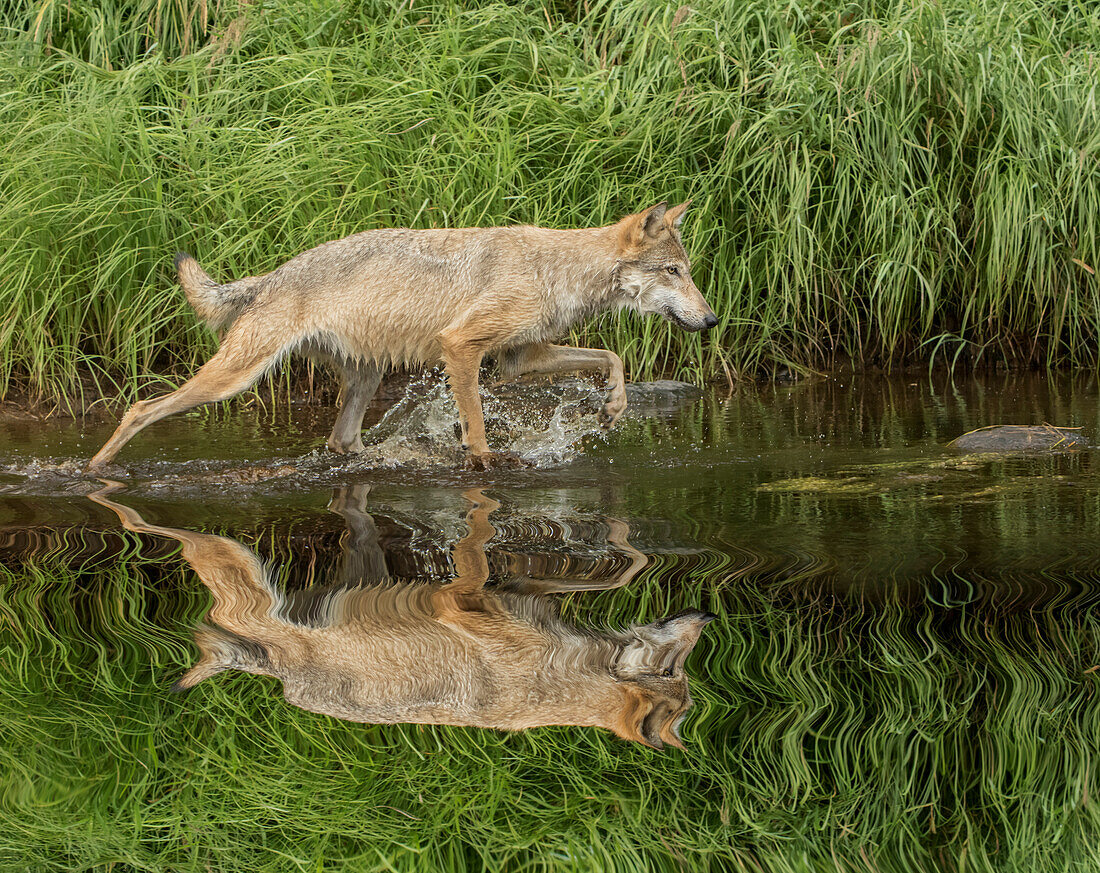 Gray Wolf running through water, Canis lupus (Controlled Situation) Minnesota