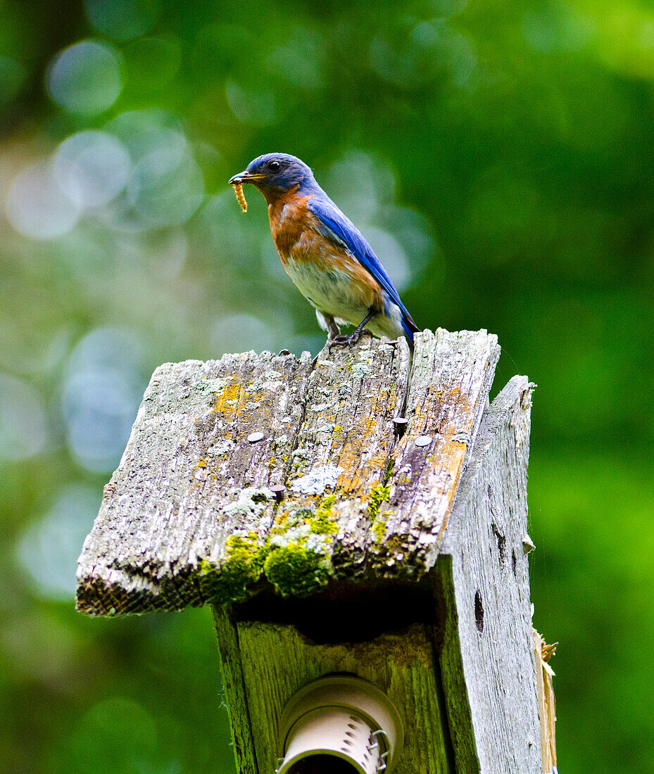 USA, Minnesota, Mendota Heights, Eastern Bluebird