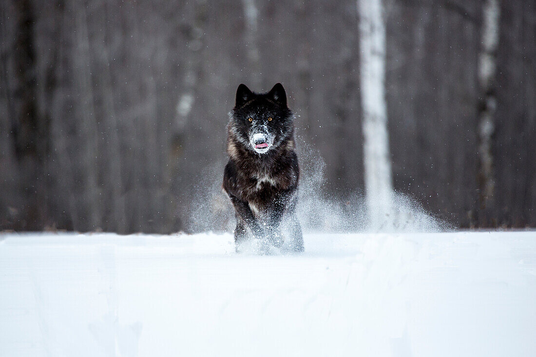 USA, Minnesota, Sandstone. Black wolf running through the snow