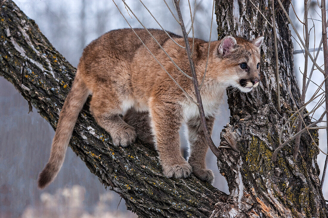 USA, Minnesota, Sandstone. Junger Puma spielt im Baum
