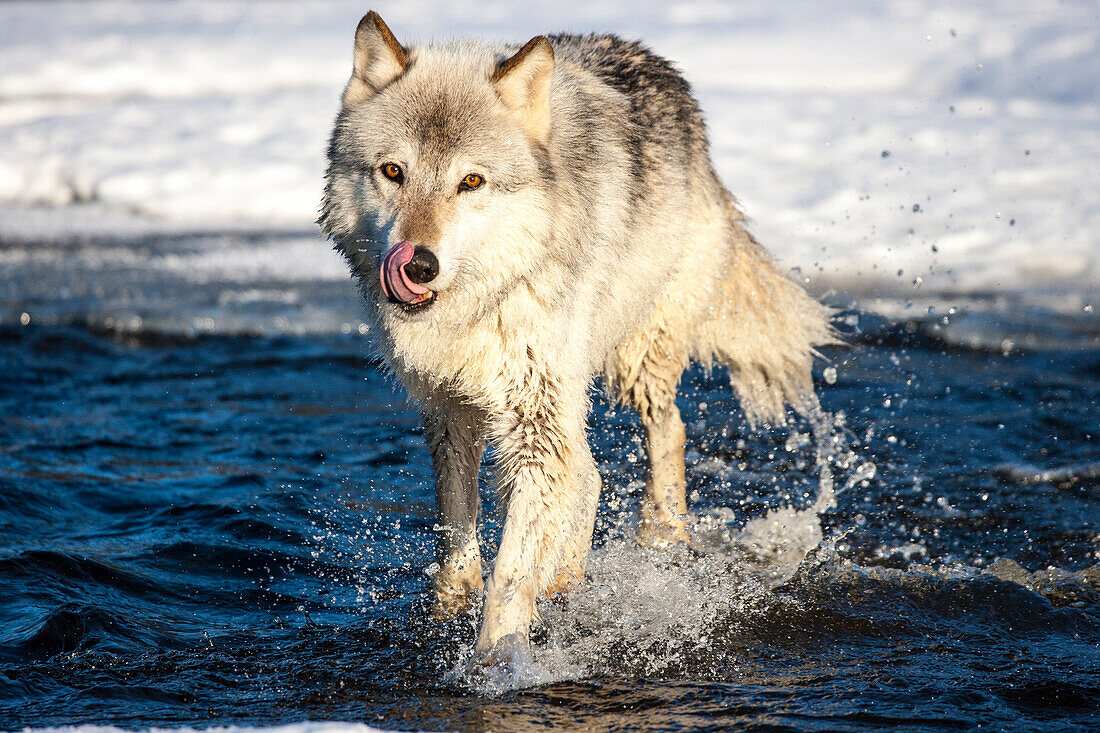 USA, Minnesota, Sandstein. Wolf läuft im Wasser