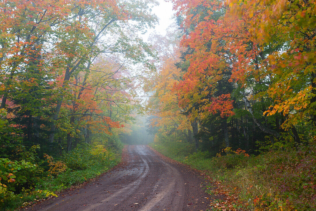 Minnesota, Pat Bayle State Forest. Herbstfärbung entlang der Straße durch den Wald