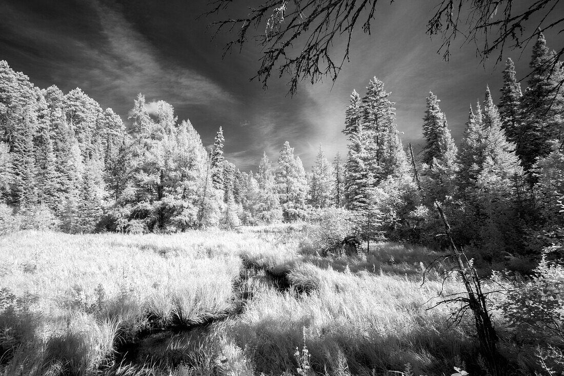 USA, Minnesota, Itasca-Staatspark