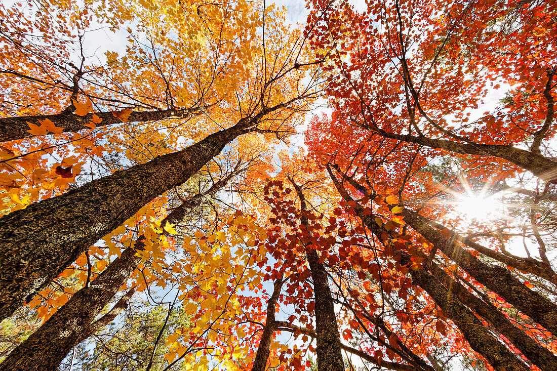 Skyward view of maple tree in pine forest, Upper Peninsula of Michigan.