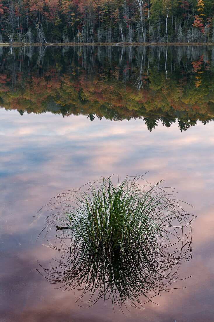 Grasbüschel und Spiegelung des Morgenhimmels, Irwin Lake, Hiawatha National Forest, Obere Halbinsel von Michigan.
