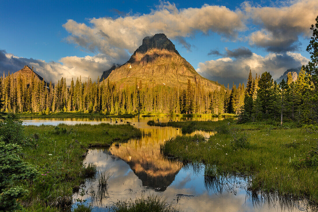 Sinopah Mountain spiegelt sich im Biberteich im Two Medicine Valley im Glacier National Park, Montana, USA (Großformat verfügbar)