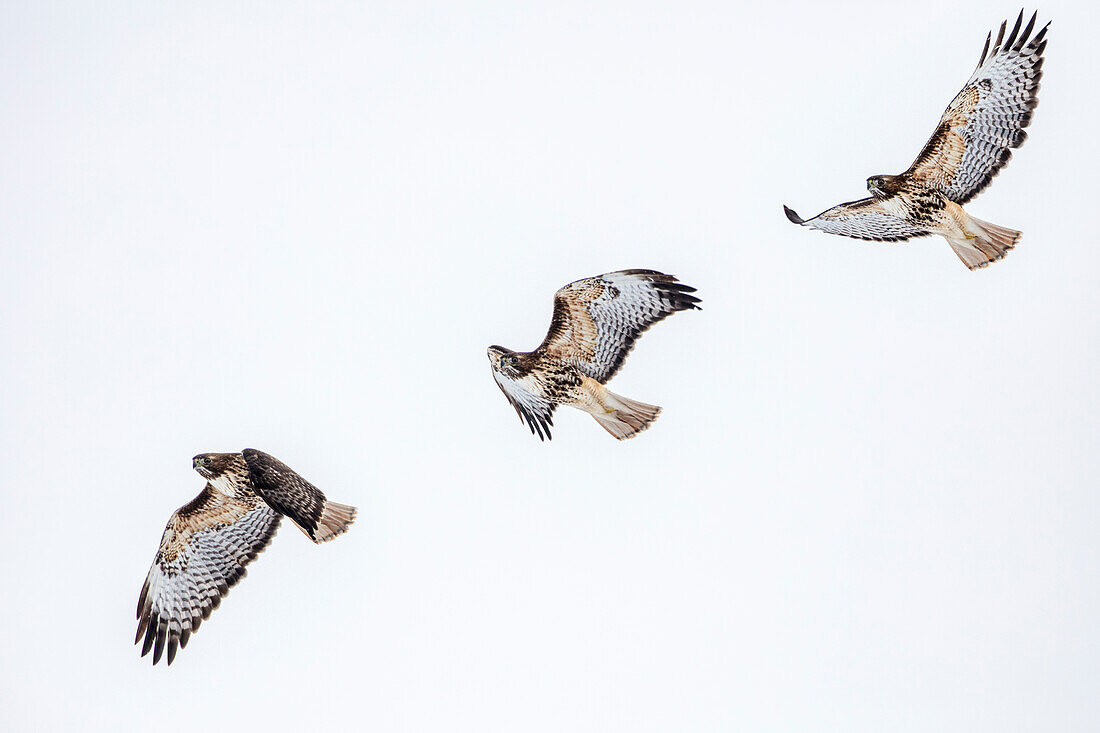 Red tailed hawk in flight sequence at Ninepipe WMA near Ronan, Montana, USA (digital composite)