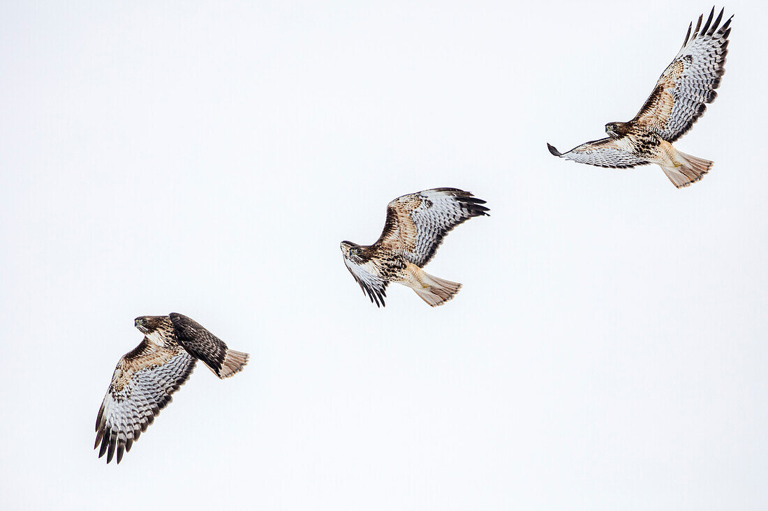 Rotschwanzbussard in Flugsequenz am Ninepipe WMA bei Ronan, Montana, USA (digitales Komposit)