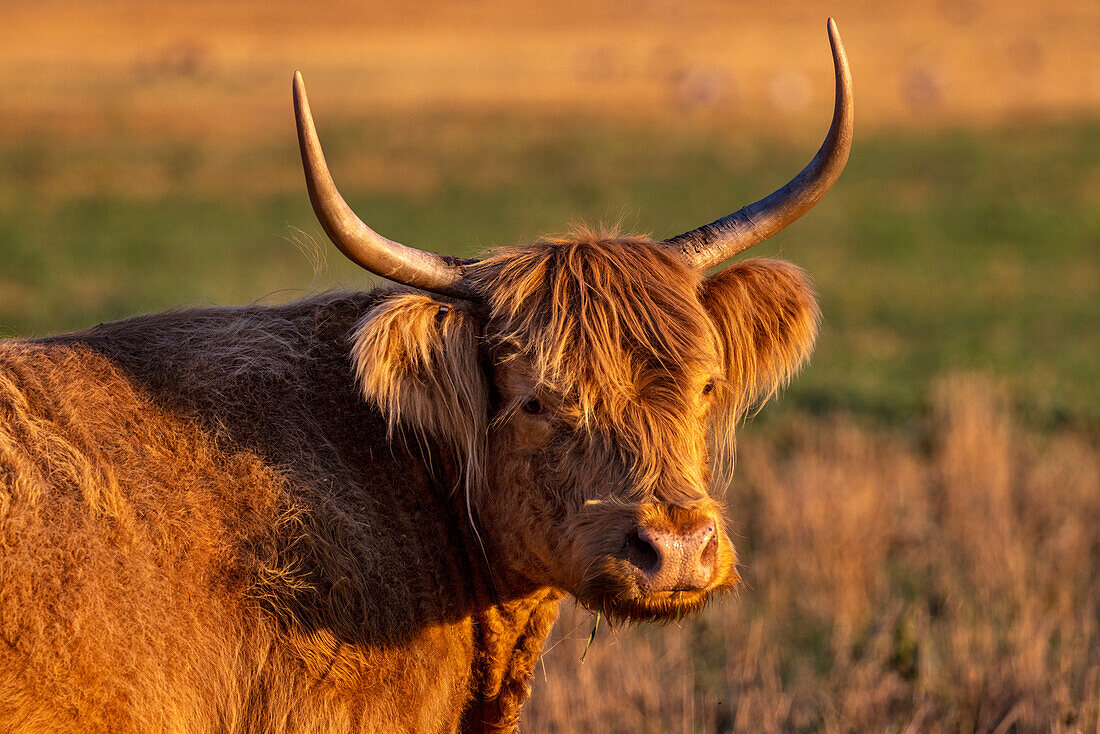 Highland Cattle in the Flathead Valley, Montana, USA