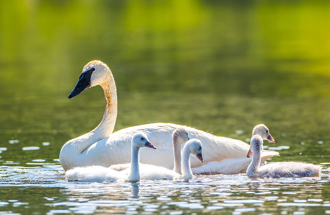 Usa, Montana, Elk Lake, ein Trompeterschwan schwimmt mit fünf seiner Jungtiere.