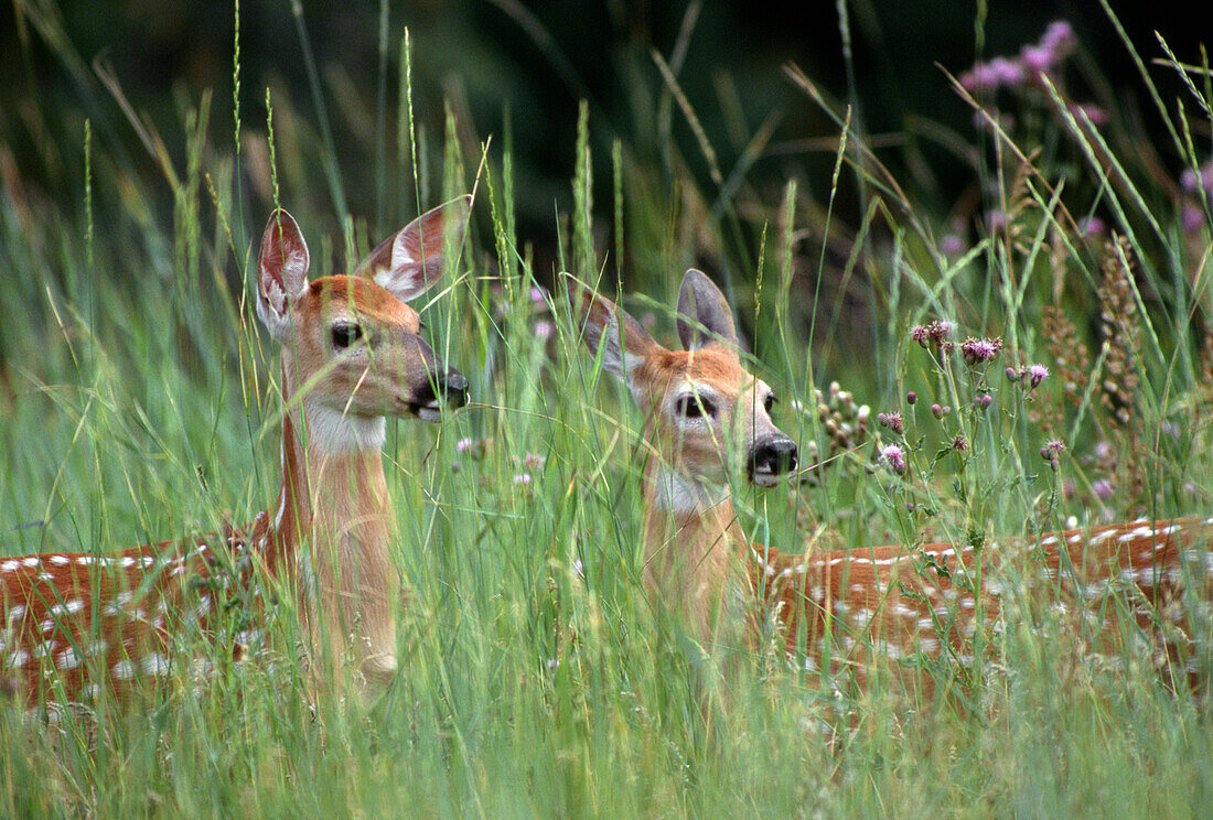 White-tailed deer (Odocoileuis virginianus) two fawns in tall grass, National Bison Range, Montana, USA