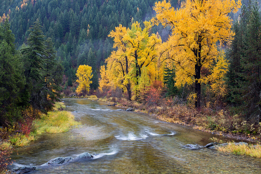 Montana, Mineral County, St. Regis River and trees with golden fall color