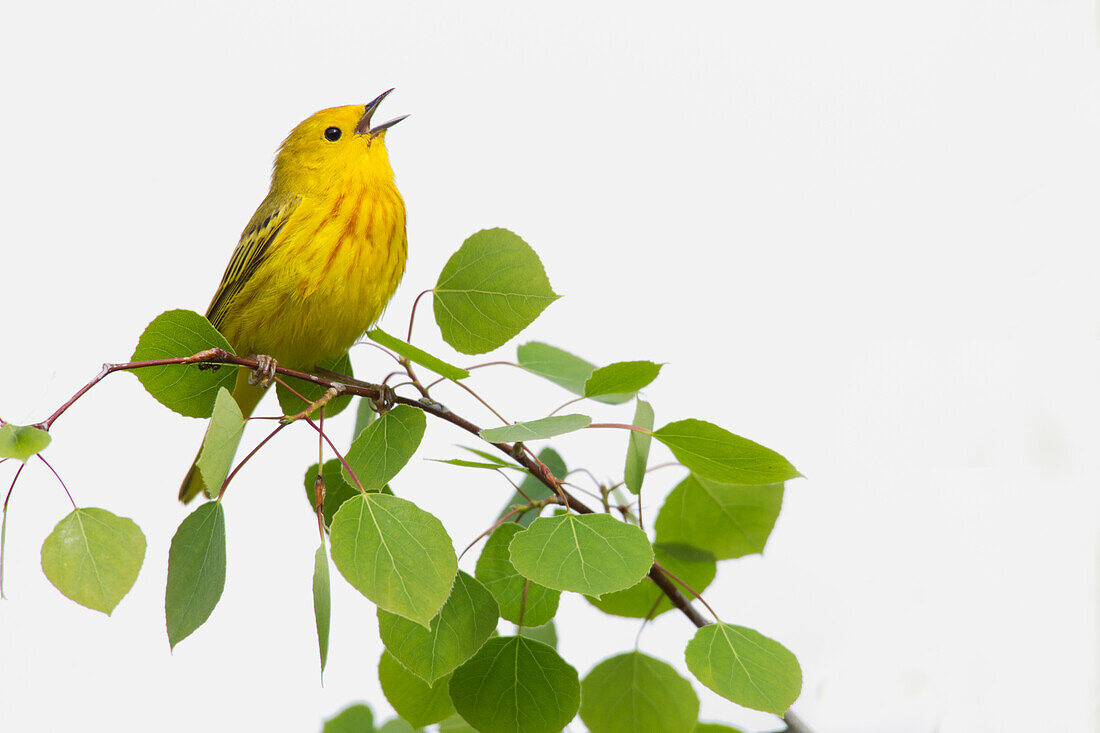 Yellow Warbler singing