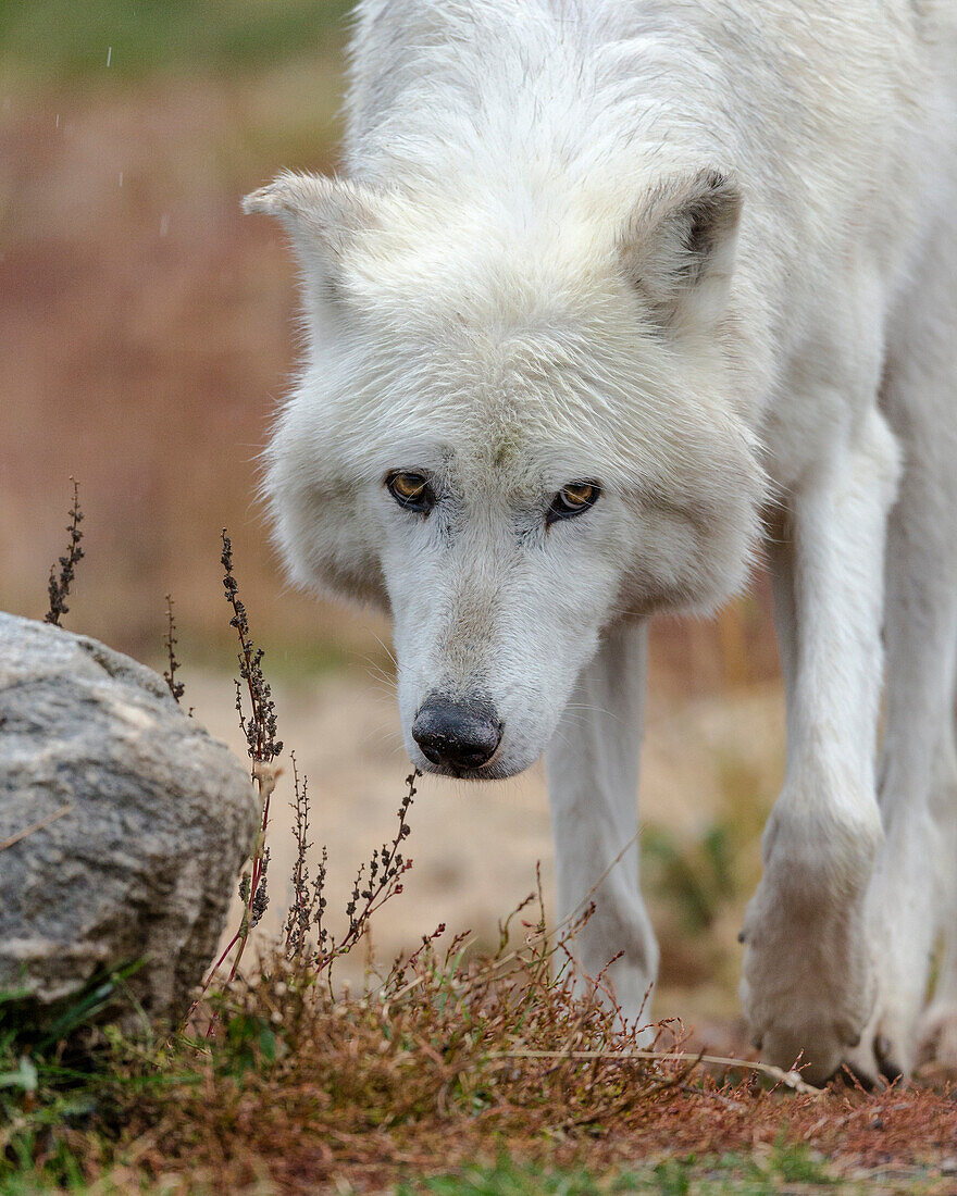 Grauer Wolf während eines Regensturms, Canis lupus, West Yellowstone, Montana