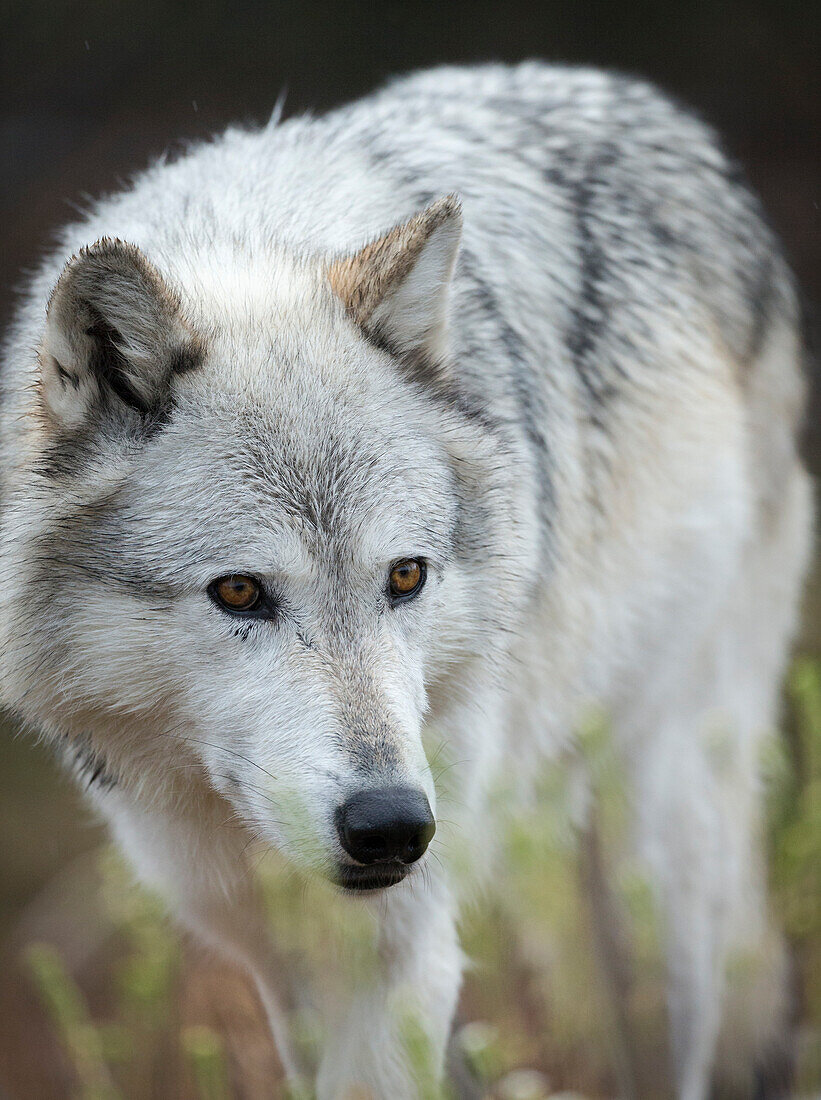 Grauer Wolf, Canis lupus, West Yellowstone, Montana