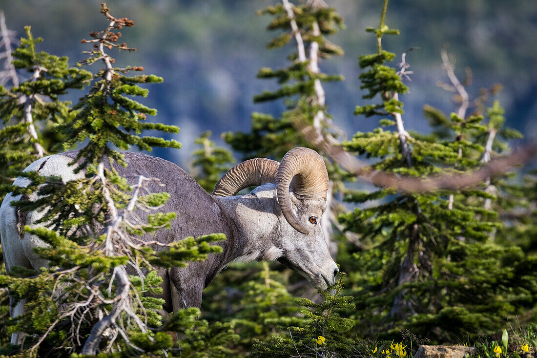 Bighorn sheep, Glacier National Park, Montana, USA