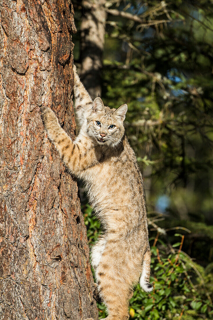 Bobcat Profil, kletternder Baum, Montana