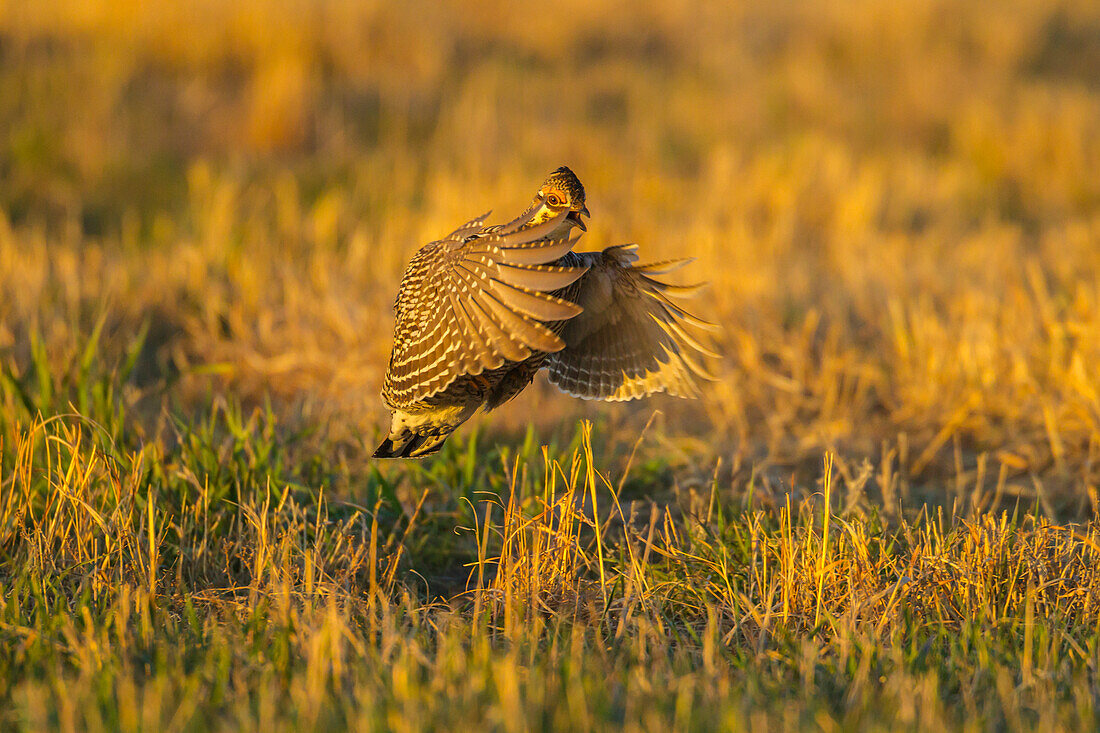 USA, Nebraska, Sand Hills. Greater prairie chicken male taking flight