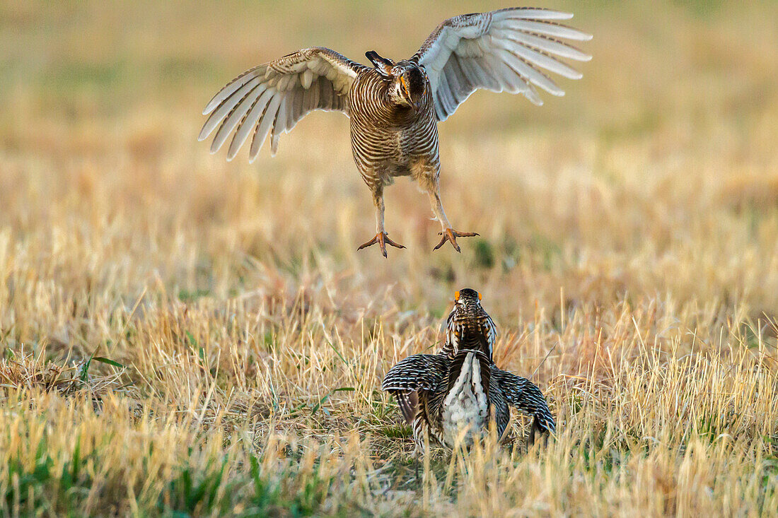 USA, Nebraska, Sand Hills. Männliche Präriehühner im Kampf