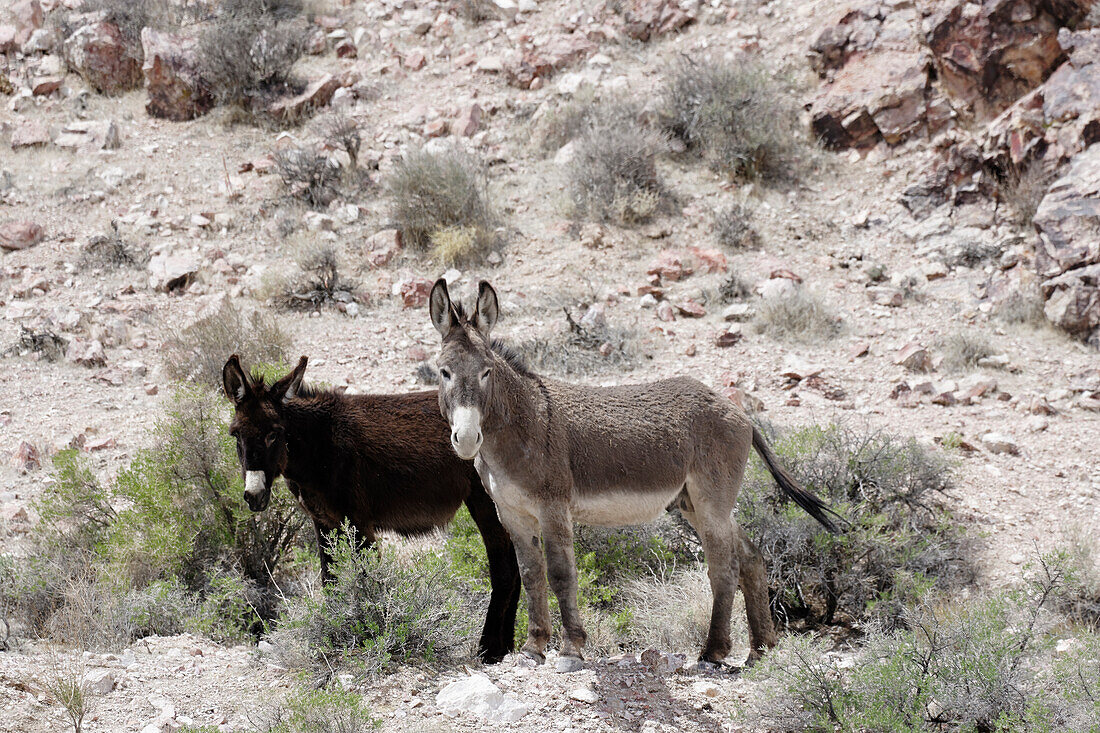 USA, Nevada, Beatty. Wilde Esel in der Wüste