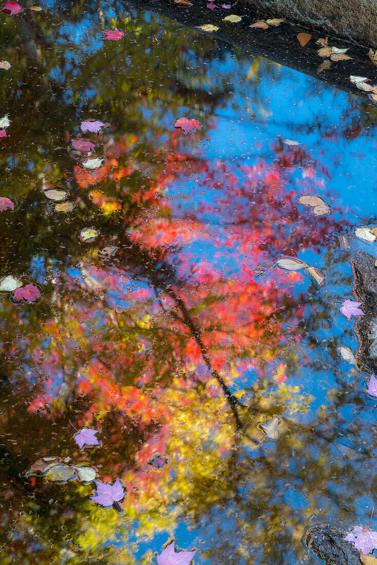 Fall leaves in Basin Cascade, New Hampshire (Large format sizes available)