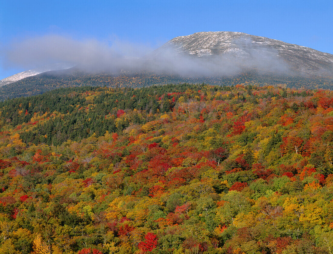 USA, New Hampshire, White Mountain National Forest, Herbstlich gefärbte Laubwälder unterhalb von Chandlers Ridge mit dem Gipfel des Mount Washington (oben links) in den Wolken, Presidential Range (Großformate verfügbar)