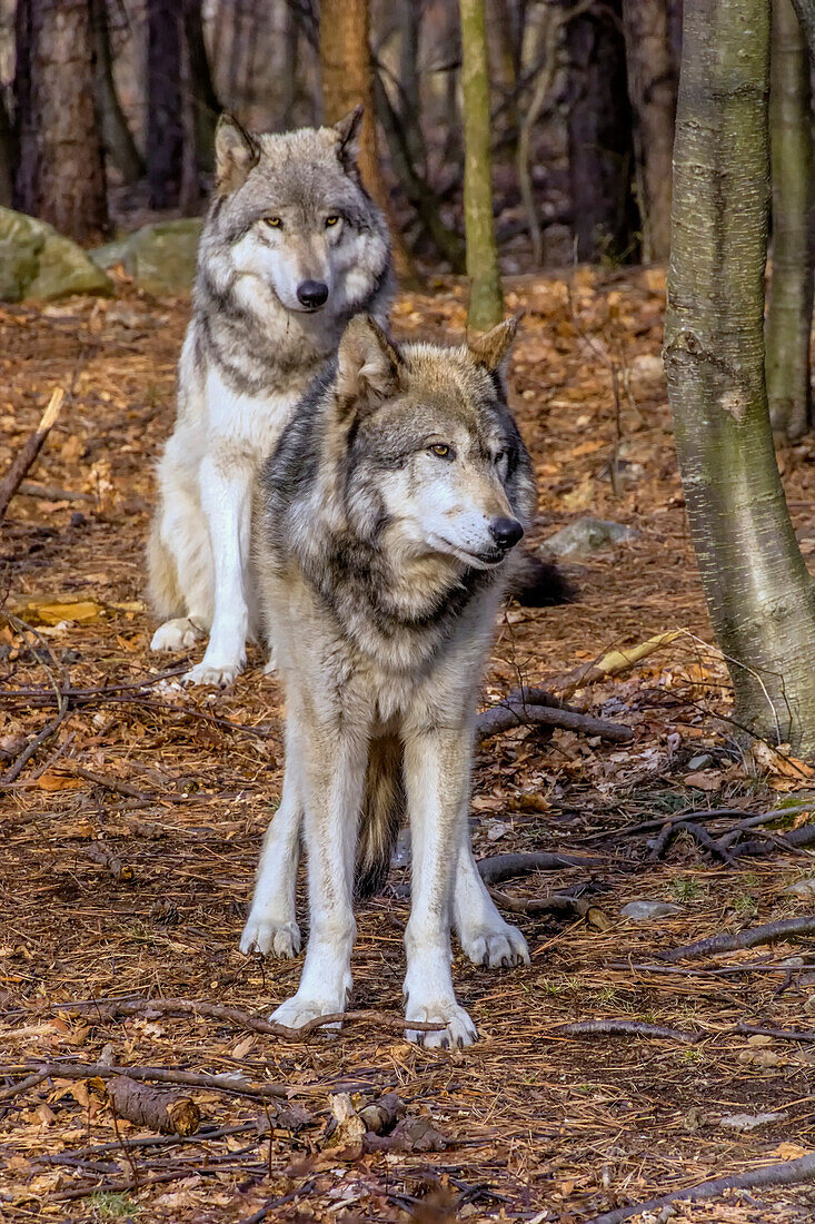USA, New Jersey, Columbia, Lakota Wolf Preserve. Nahaufnahme von Timberwölfen