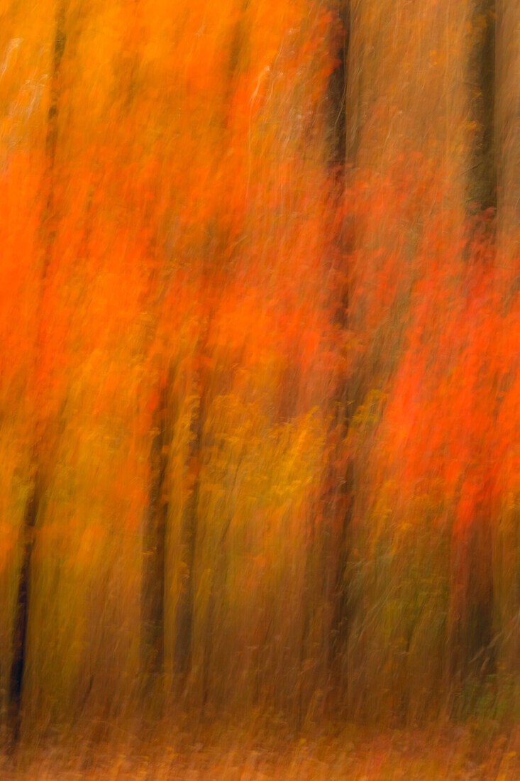 USA, New Jersey, Belleplain State Forest. Abstract of forest in autumn