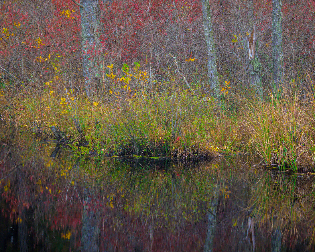 USA, New Jersey, Wharton State Forest. Forest reflections in pond