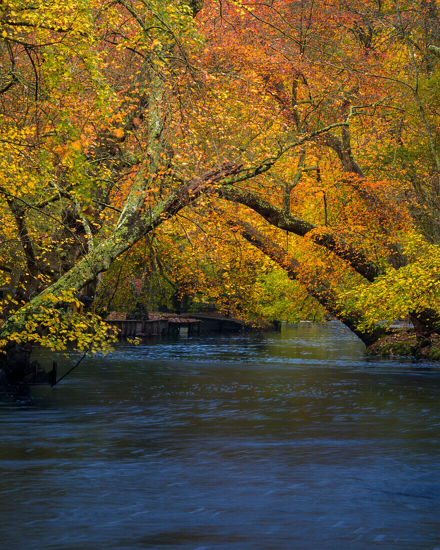 USA, New Jersey, Wharton State Forest. Fluss und Wald im Herbst