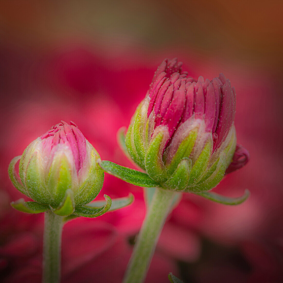 USA, New Jersey, Rio Grande. Close-up of carnation flower buds in garden
