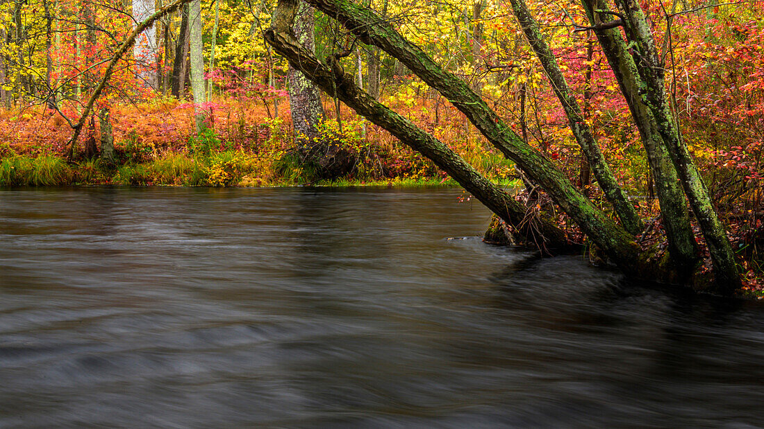 USA, New Jersey, Wharton State Forest. Fluss und Wald im Herbst