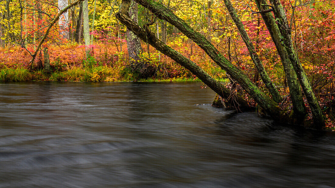 USA, New Jersey, Wharton State Forest. River and forest in autumn