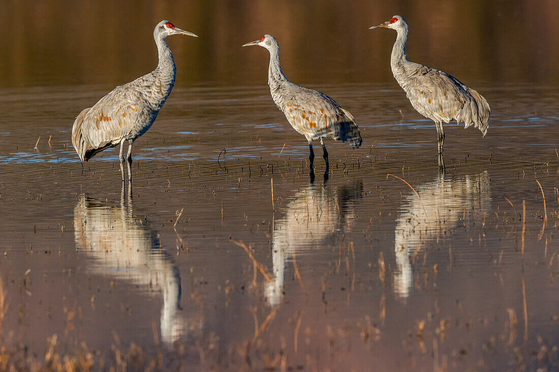 Sandhügelkraniche in einem Teich stehend. Bosque del Apache National Wildlife Refuge, New Mexico