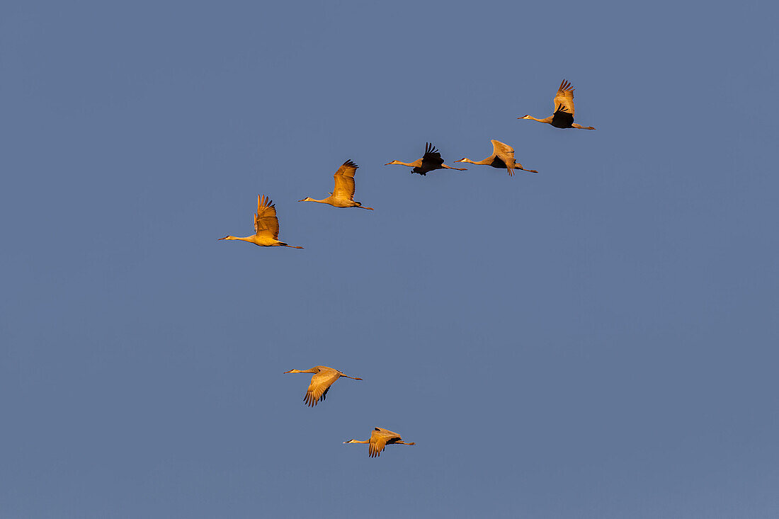 Sandhill cranes flying at sunrise. Bosque del Apache National Wildlife Refuge, New Mexico