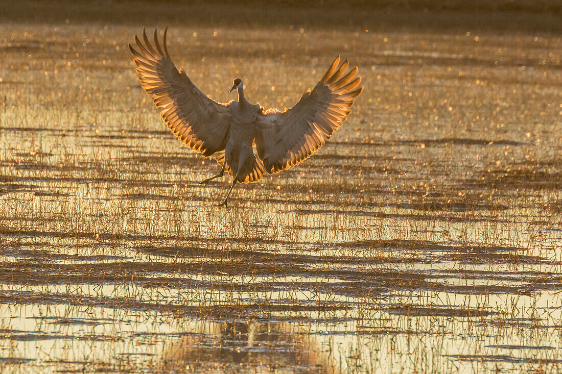 USA, New Mexico, Bosque Del Apache National Wildlife Refuge. Sandhill crane landing at sunset