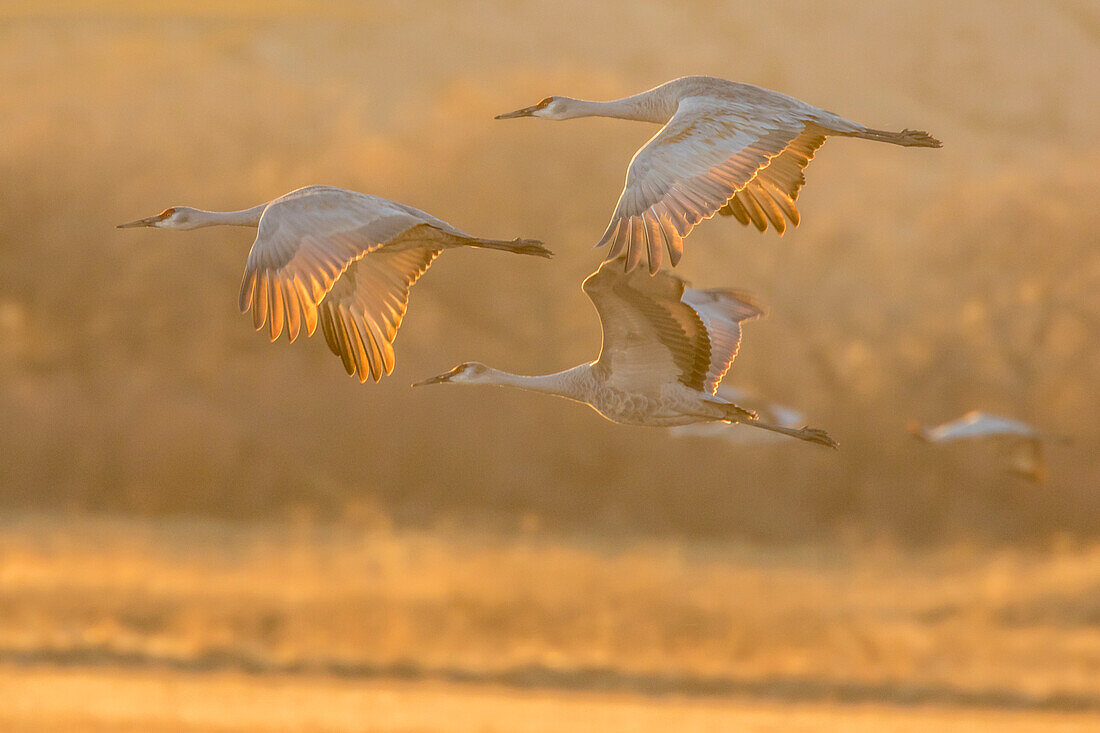 USA, New Mexico, Bosque Del Apache National Wildlife Refuge (Naturschutzgebiet Bosque Del Apache). Sandhügelkraniche im Flug bei Sonnenuntergang