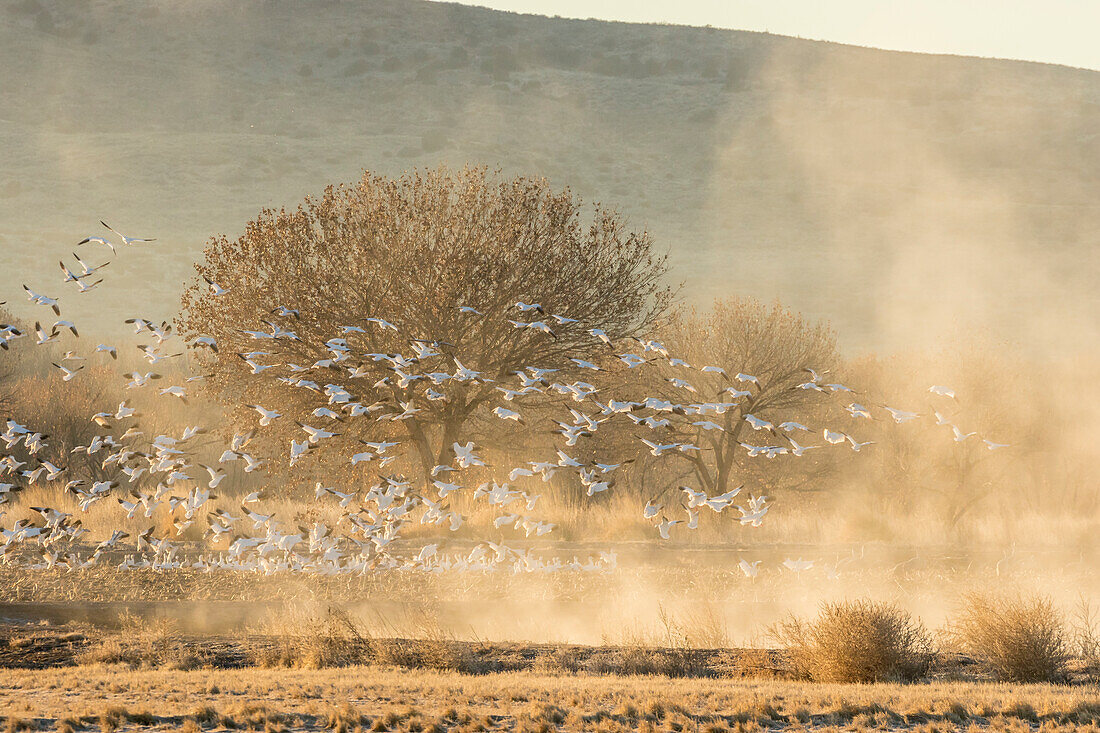 USA, New Mexico, Bosque Del Apache National Wildlife Refuge. Snow geese landing