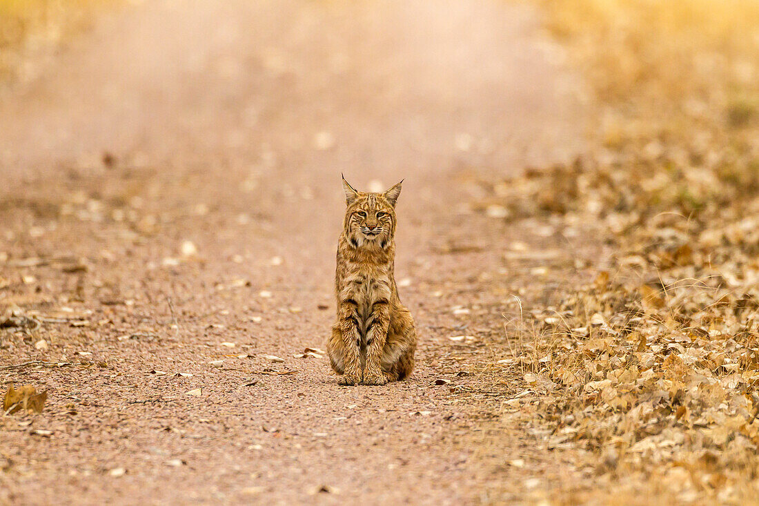 USA, New Mexico, Bosque del Apache National Wildlife Refuge. Wild bobcat sitting on trail