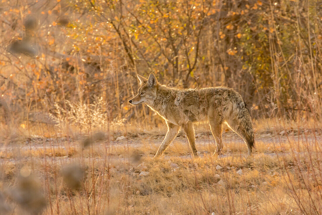 USA, New Mexico, Bosque del Apache National Wildlife Refuge. Coyote close-up