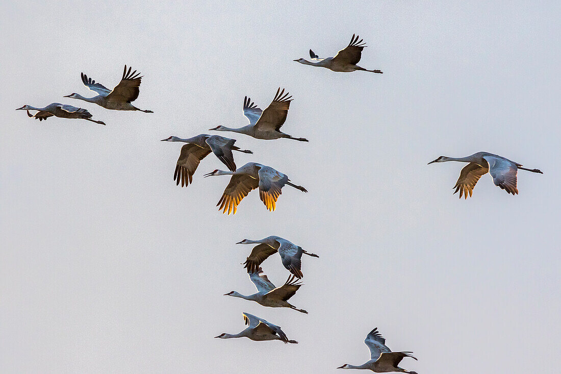 USA, New Mexico, Bosque del Apache National Wildlife Refuge (Naturschutzgebiet Bosque del Apache). Gruppe von Sandhügelkranichen im Flug bei Sonnenuntergang