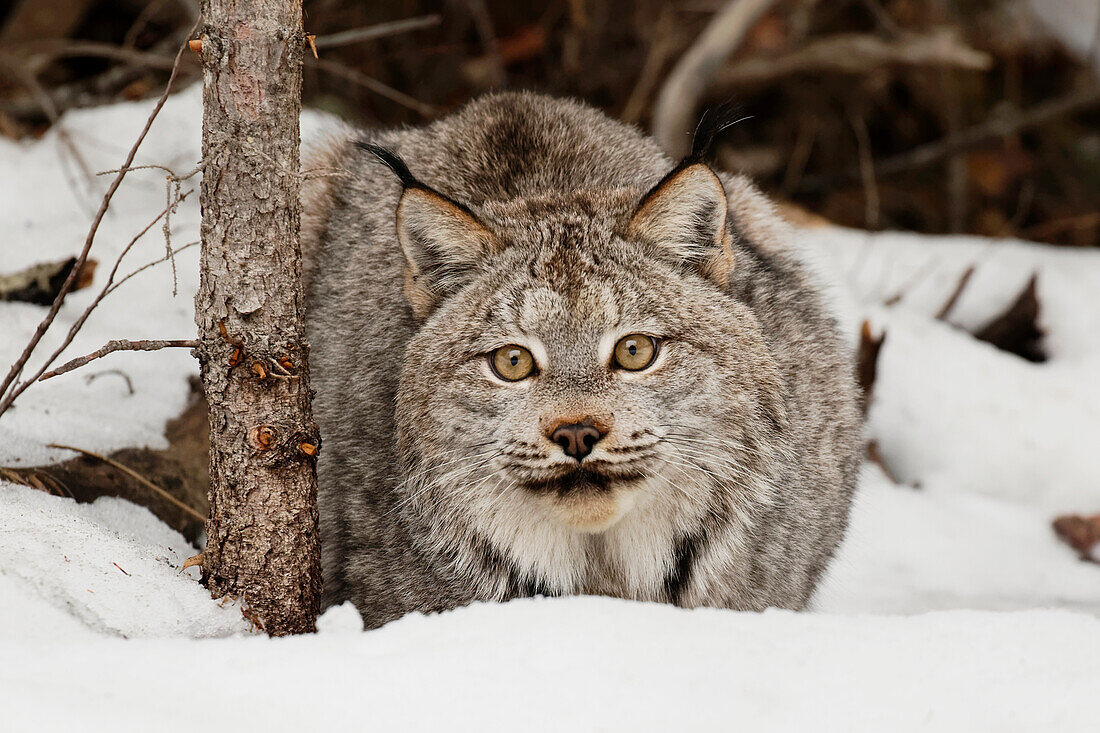 Kanadischer Luchs in Gefangenschaft oder Kanadischer Luchs im Winter, Montana. Lynx canadensis, Felidae